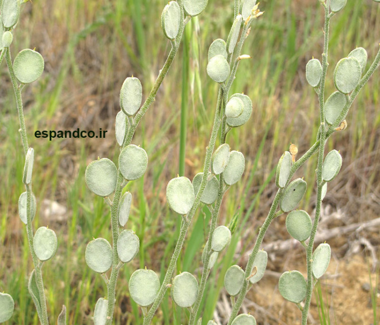 Fibigia macrocarpa